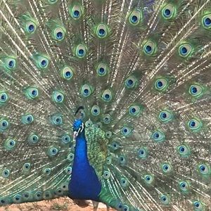 Meet your Posher, Vivian